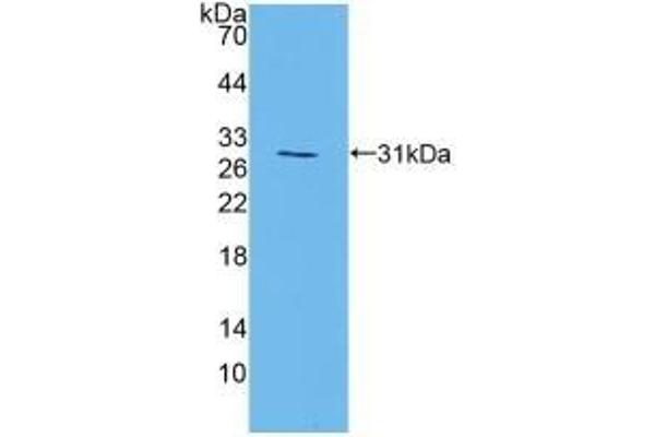 MAPK7 anticorps  (AA 185-419)