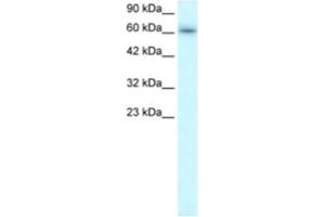Western Blotting (WB) image for anti-TRAF-Type Zinc Finger Domain Containing 1 (TRAFD1) antibody (ABIN2460586) (TRAFD1 antibody)