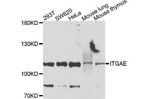 Western blot analysis of extracts of various cells, using ITGAE antibody. (CD103 antibody)