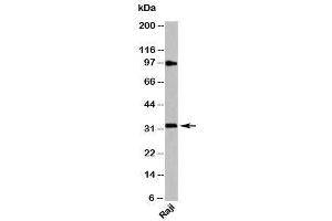 Western blot testing of human samples with MyD88 antibody at 4ug/ml. (MYD88 antibody  (C-Term))
