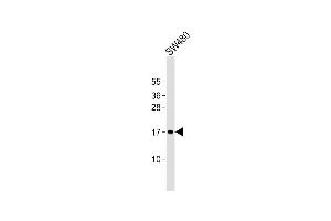 Anti-PLP2 Antibody (C-term)at 1:2000 dilution + S whole cell lysates Lysates/proteins at 20 μg per lane. (PLP2 antibody  (C-Term))