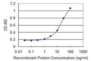Detection limit for recombinant GST tagged HSF2BP is 0. (HSF2BP antibody  (AA 231-334))