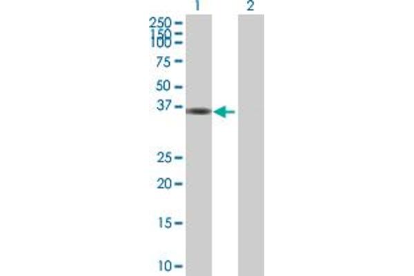 MPPED1 antibody  (AA 1-326)