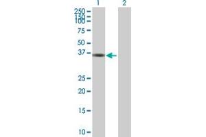 Western Blot analysis of MPPED1 expression in transfected 293T cell line by MPPED1 MaxPab polyclonal antibody.