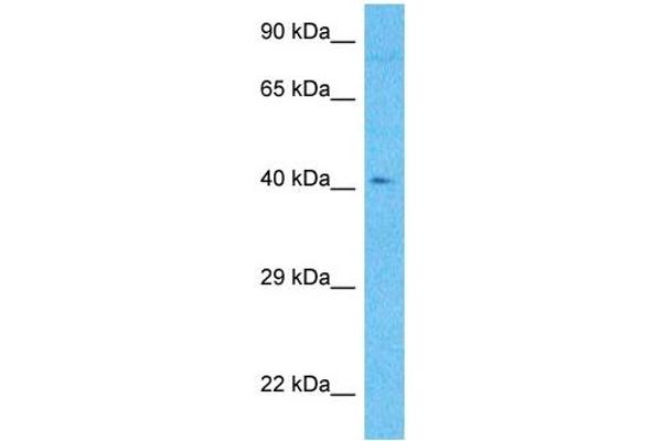 METTL22 anticorps  (C-Term)