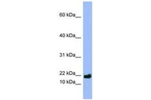 Image no. 1 for anti-Small Proline-Rich Protein 3 (SPRR3) (AA 35-84) antibody (ABIN6741687) (SPRR3 antibody  (AA 35-84))