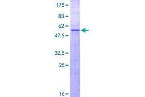 ZNF511 Protein (AA 20-252) (GST tag)