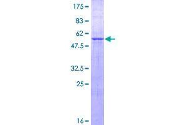 ZNF511 Protein (AA 20-252) (GST tag)