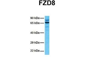Host:  Rabbit  Target Name:  FZD8  Sample Tissue:  Human 721_B  Antibody Dilution:  1. (FZD8 antibody  (N-Term))