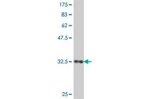 Western Blot detection against Immunogen (35. (NR2F2 antibody  (AA 153-240))
