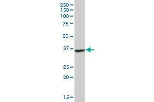 APOL2 MaxPab polyclonal antibody. (Apolipoprotein L 2 antibody  (AA 1-337))