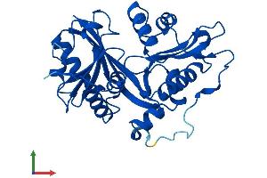 AlphaFold protein structure predicition of Human Recombinant GLYAT Protein, UniprotID Q6IB77 (GLYAT Protein (AA 1-296) (His tag))