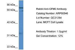 WB Suggested Anti-GFM2  Antibody Titration: 0. (GFM2 antibody  (C-Term))