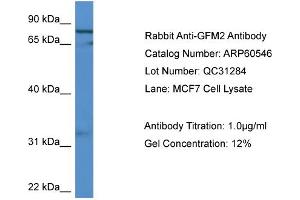 WB Suggested Anti-GFM2  Antibody Titration: 0.