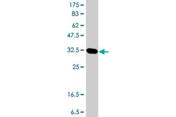 MEIS1 antibody  (AA 1-90)