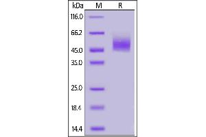 Human CRTAM, His Tag on  under reducing (R) condition. (CRTAM Protein (AA 18-287) (His tag))