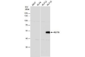 WB Image KLF15 antibody [N1], N-term detects KLF15 protein by western blot analysis. (KLF15 antibody  (N-Term))