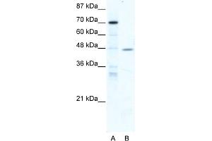 WB Suggested Anti-NR2F6 Antibody Titration:  5.