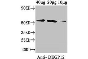 Western Blot Positive WB detected in: Arabidopsis thaliana (40 μg, 20 μg, 10 μg) All lanes: DEGP12 antibody at 3.