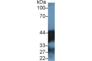 Western Blot; Sample: Human Lung lysate; ;Primary Ab: 1µg/ml Rabbit Anti-Human MDH1 Antibody;Second Ab: 0. (MDH1 antibody  (AA 2-334))