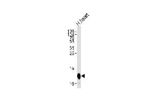 Western blot analysis of lysate from human heart tissue lysate, using COX6A2 Antibody (Center) (ABIN653569 and ABIN2842945). (COX6A2 antibody  (AA 37-66))