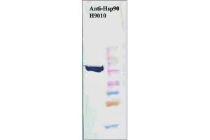 Western Blotting (WB) image for anti-Heat Shock Protein 90kDa alpha (Cytosolic), Class B Member 1 (HSP90AB1) antibody (ABIN263944) (HSP90AB1 antibody)