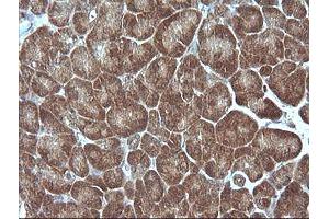 Image no. 2 for anti-Mitogen-Activated Protein Kinase Kinase 1 (MAP2K1) antibody (ABIN1499381) (MEK1 antibody)