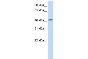 C7ORF42 antibody used at 1 ug/ml to detect target protein. (C7orf42 antibody  (N-Term))