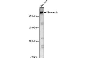 Western blot analysis of extracts of Rat liver, using Fibronectin Rabbit pAb antibody (ABIN7267194) at 1:1000 dilution. (Fibronectin 1 antibody  (AA 2200-2355))