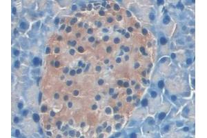 IHC-P analysis of Mouse Pancreas Tissue, with DAB staining. (IL22RA2 antibody  (AA 31-223))