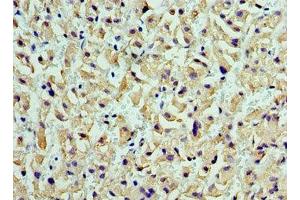 CST7 antibody  (AA 20-145)