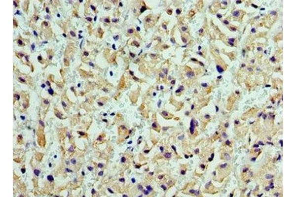 CST7 antibody  (AA 20-145)