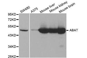 Western blot analysis of extracts of various cell lines, using ABAT antibody. (ABAT antibody  (AA 29-300))