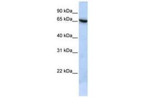 Image no. 1 for anti-Transmembrane Protein 259 (TMEM259) (N-Term) antibody (ABIN6741406) (Membralin antibody  (N-Term))