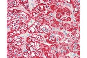 Anti-SLC47A1 / MATE1 antibody IHC staining of human adrenal. (SLC47A1 antibody  (AA 492-519))