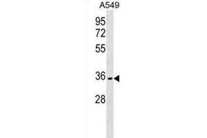 Western Blotting (WB) image for anti-Olfactory Receptor, Family 51, Subfamily B, Member 6 (OR51B6) antibody (ABIN3000039)