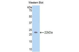Western Blotting (WB) image for anti-TAR DNA Binding Protein (TARDBP) (AA 104-262) antibody (ABIN1860693) (TARDBP antibody  (AA 104-262))