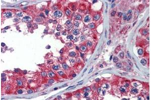 Human Testis (formalin-fixed, paraffin-embedded) stained with NPY1R antibody ABIN462232 followed by biotinylated goat anti-rabbit IgG secondary antibody ABIN481713, alkaline phosphatase-streptavidin and chromogen. (NPY1R antibody  (AA 180-229))