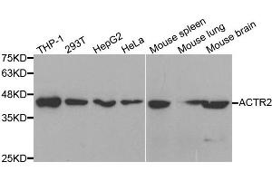 Western blot analysis of extracts of various cell lines, using ACTR2 antibody. (ACTR2 antibody)