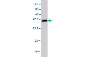 MRRF antibody  (AA 163-262)