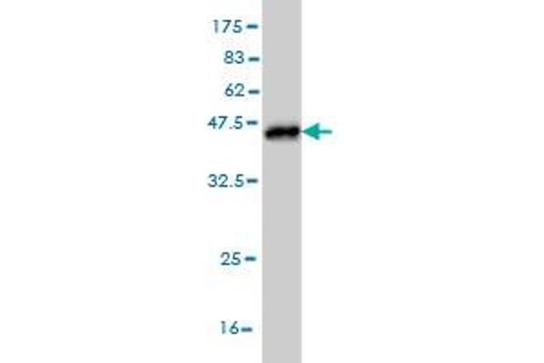 MRRF antibody  (AA 163-262)