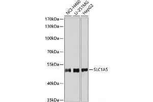 Western blot analysis of extracts of various cell lines using SLC1A5 Polyclonal Antibody at dilution of 1:3000. (SLC1A5 antibody)