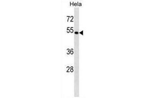 BAG4 Antibody (C-term) western blot analysis in Hela cell line lysates (35µg/lane).