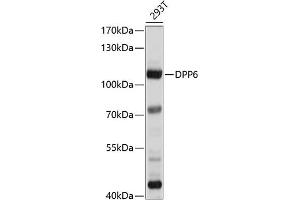 Western blot analysis of extracts of 293T cells, using DPP6 antibody (ABIN6130331, ABIN6139796, ABIN6139797 and ABIN6214371) at 1:1000 dilution. (DPP6 antibody  (AA 117-210))