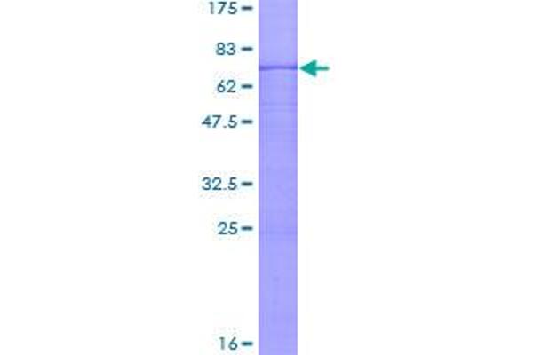 PER3 Protein (AA 1-378) (GST tag)