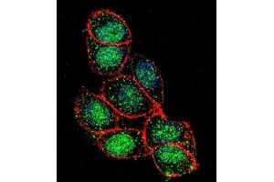Confocal immunofluorescent analysis of FOXA2 Antibody (C-term) (ABIN655970 and ABIN2845355) with Hela cell followed by Alexa Fluor 488-conjugated goat anti-rabbit lgG (green). (FOXA2 antibody  (C-Term))