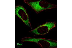Immunofluorescent analysis of Hela cells, using IT Antibody (N-term) (ABIN651135 and ABIN2840091). (ITPA antibody  (N-Term))