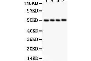 Anti- PKM2 Picoband antibody, Western blotting All lanes: Anti PKM2  at 0. (PKM antibody  (N-Term))