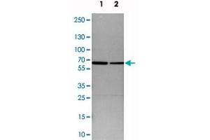 Western blot analysis of cell lysates with SMARCD1 polyclonal antibody  at 1:250-1:500 dilution. (SMARCD1 antibody)