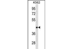 LEF1 Antibody ABIN1882259 western blot analysis in K562 cell line lysates (35 μg/lane). (LEF1 antibody  (AA 10-37))
